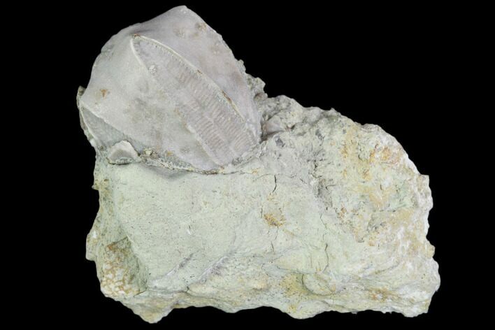 Blastoid (Pentremites) Fossil - Illinois #102261
